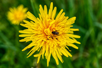 Yellow flower with a fly on it
