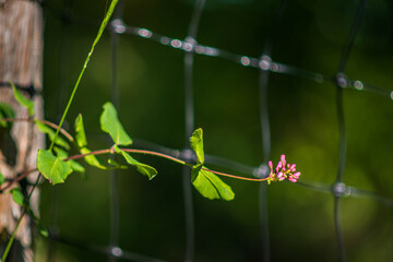 Wild Honesuckly vine with magenta blossom