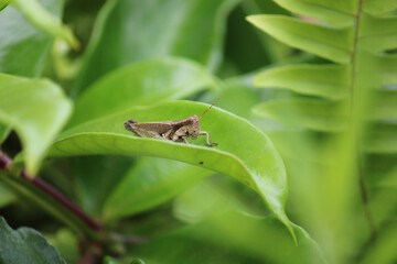 Um grilho repousa sob um folha de uma planta