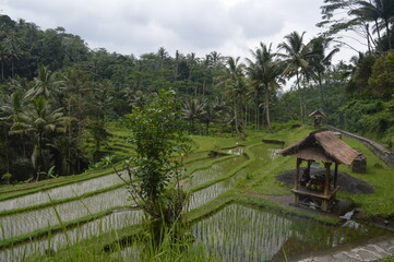 The beautiful rice terraces of Gunung Kawi,in Ubud, Bali Indonesia.  These funeral monuments are thought to be dedicated to King Anak Wungsu of the Udayana dynasty and his favourite queens.