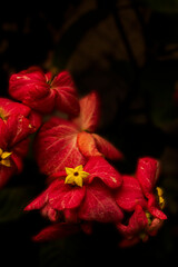 plantas amarillas y rosa