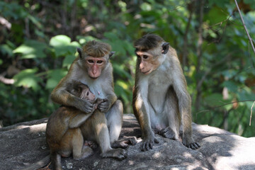 Fototapeta na wymiar monkey family - mother and baby