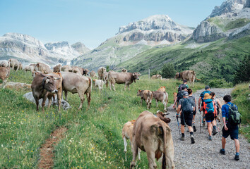 Mountaineers walk with cows in the Pyrenees mountain, Spain