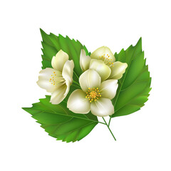The sprig of Jasmine. Realistic vector illustration isolated on white background - 361660628
