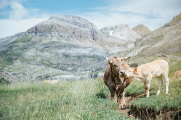 Fototapeta na wymiar cows grazing in the mountain meadows in the Pyrenees, Spain