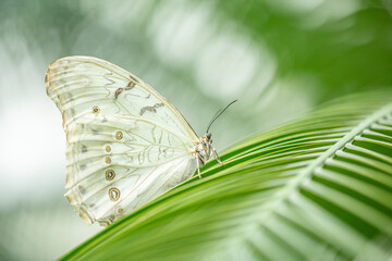 butterfly on green leaf