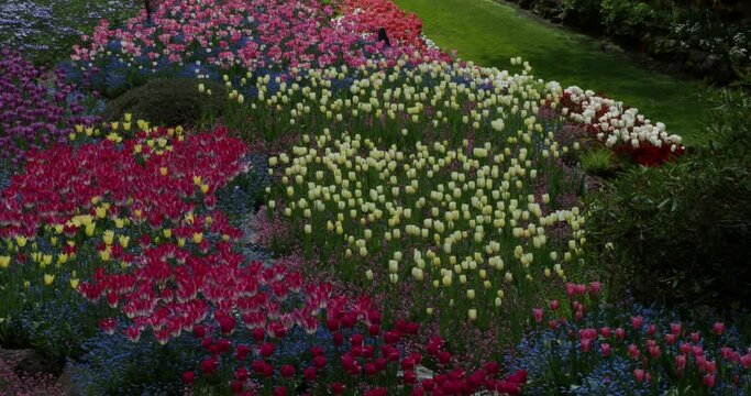 Multi-layered flower beds with variety of tulips. Camera moves across