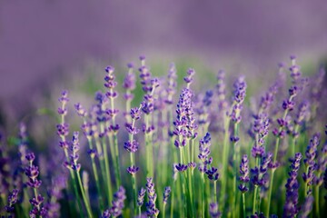 Fototapeta premium Fioletowe pole lawendy. Kwiaty lawendy na tle natura niewyraźne