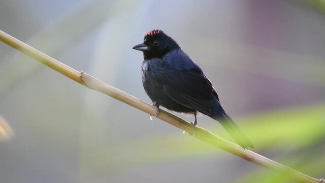 Ruby-crowned Tanager black bird with red pompadour on a thin branch with a blurred background and natural green colors. Wild nature video in 4K 