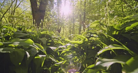 Lush Green Forest with Beautiful Foliage and Bright Sun in Background
