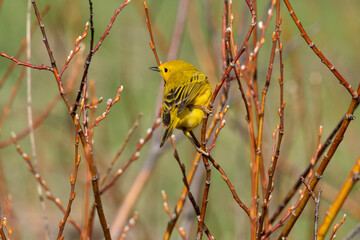 Yellow warbler (Dendroica petechia) in willows in the spring;  Grand Teton NP;  Wyoming