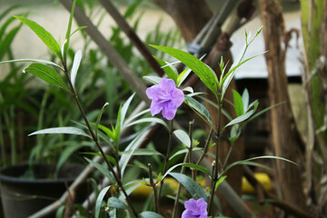 purple flowers in the garden