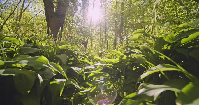 Lush Green Forest with Beautiful Foliage and Bright Sun in Background