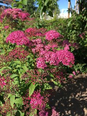 pink flowers in a garden