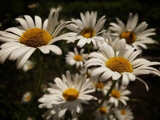 Fototapeta premium Wild daisy flowers growing on a sunny field