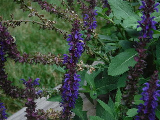 lavender in the garden