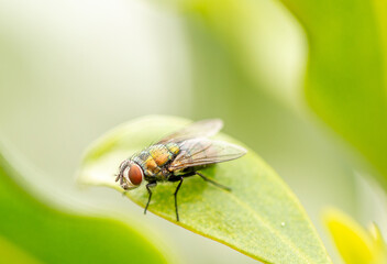 Greenbottle fly on leaf