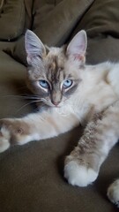 Cat on sofa looking at the camera