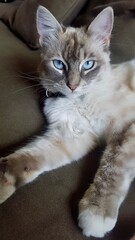 Cat looking at the camera