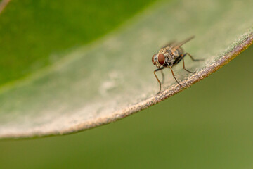 fly on leaf