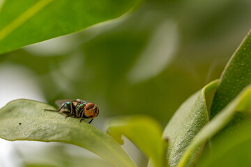 Greenbottle fly on leaf