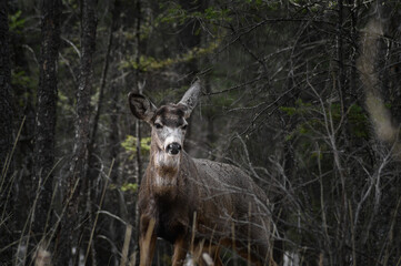 White-tailed deer (Odocoileus virginianus) in spring time, Canada