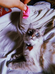 Cat looking at a paper