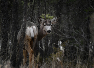 Obraz na płótnie Canvas White-tailed deer (Odocoileus virginianus) in spring time, Canada