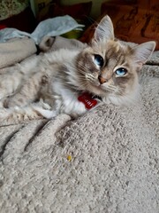 Cat looking at the camera