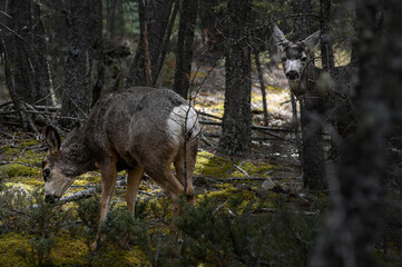 Two white-tailed deer (Odocoileus virginianus) in spring time, Canada