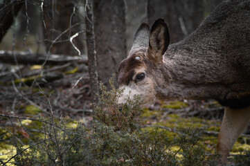 White-tailed deer (Odocoileus virginianus) in spring time, Canada