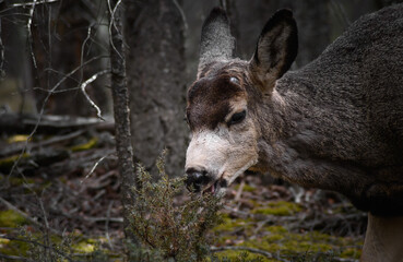Fototapeta premium White-tailed deer (Odocoileus virginianus) in spring time, Canada