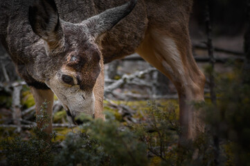 White-tailed deer (Odocoileus virginianus) in spring time, Canada