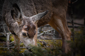 White-tailed deer (Odocoileus virginianus) in spring time, Canada