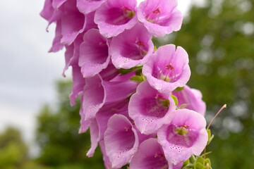 Foxglove produces alternating ovate to oblong leaves towards a lower part of the stem that is capped by tall one-sided cluster of pendulous bell-shaped flowers with many purple spots inside the blooms