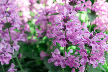 Obraz premium Betonica officinális flowers outdoors. Gardening concept. Horizontal photography.