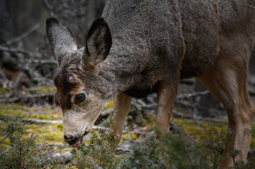 White-tailed deer (Odocoileus virginianus) in spring time, Canada