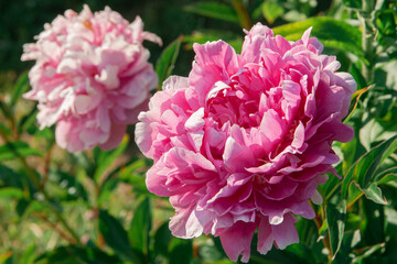 Pink peony flower grows on a bush