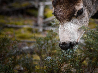 Fototapeta premium White-tailed deer (Odocoileus virginianus) in spring time, Canada