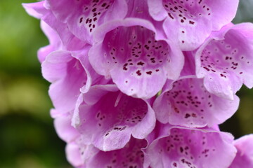 Pink foxglove has distinct flower stalks that hold many clustered blooms that rise above the foliage of the plant The blossoms are long bell-shaped point downwards with purple spots inside the flowers © Rusana