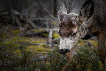 White-tailed deer (Odocoileus virginianus) in spring time, Canada