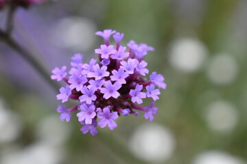 Verbena bonariensis is loved by fans of prairie-style planting by butterflies and pollinators. Tall stiff stems tower above many companion plants They bear bright purple flower clusters through summer