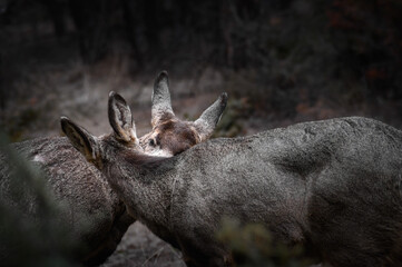 Two white-tailed deer (Odocoileus virginianus) in spring time, Canada