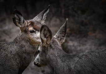 Two white-tailed deer (Odocoileus virginianus) in spring time, Canada