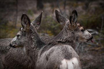 Two white-tailed deer (Odocoileus virginianus) in spring time, Canada
