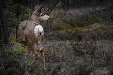 White-tailed deer (Odocoileus virginianus) in spring time, Canada