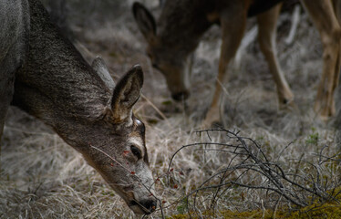 Two white-tailed deer (Odocoileus virginianus) in spring time, Canada