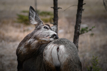 White-tailed deer (Odocoileus virginianus) in spring time, Canada