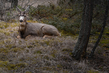 White-tailed deer (Odocoileus virginianus) in spring time, Canada