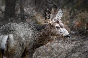 Naklejka na ściany i meble White-tailed deer (Odocoileus virginianus) in spring time, Canada